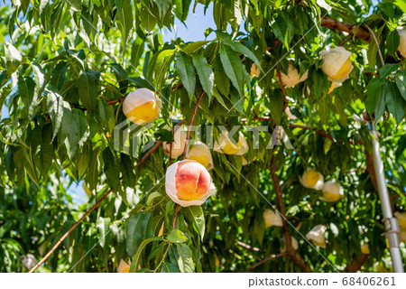 Harvesting soon, orchard peach white peach 68406261