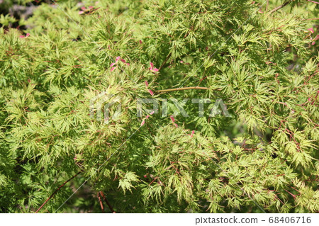 Early summer Momiji 68406716