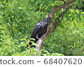 A crow perching on a tree 68407620