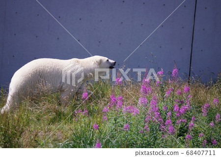 在丸山動物園很受歡迎 68407711
