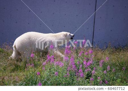 在丸山動物園很受歡迎 68407712