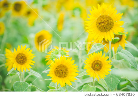 向日葵 68407830