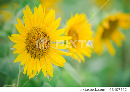sunflower sunflower 68407832