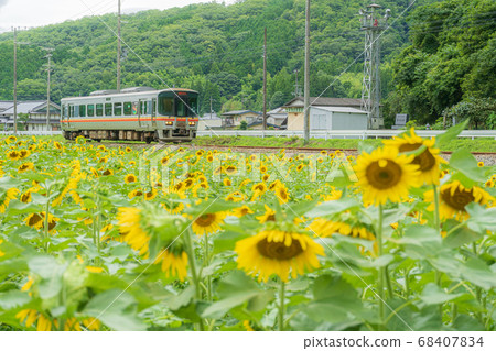 Sunflower and Himeshinsen Sunflower and Himeshinsen 68407834
