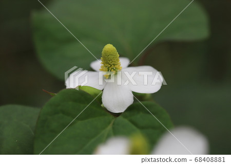 White flowers of Dokudami blooming in the garden White flowers of Dokudami blooming in the garden 68408881