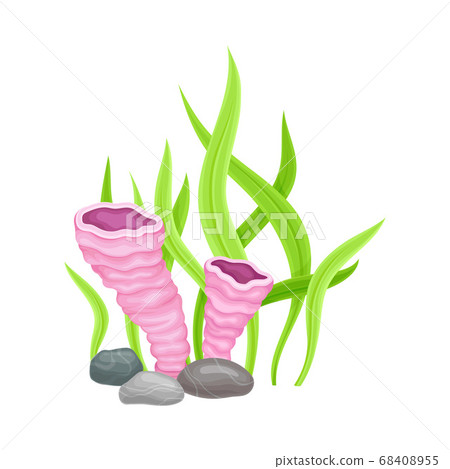 Smooth Pebble or Sea Stones with Seaweeds and Algae Vector Illustration Smooth Pebble or Sea Stones with Seaweeds and Algae Vector Illustration 68408955