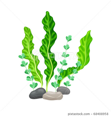 Smooth Pebble or Sea Stones with Seaweeds and Algae Vector Illustration Smooth Pebble or Sea Stones with Seaweeds and Algae Vector Illustration 68408958