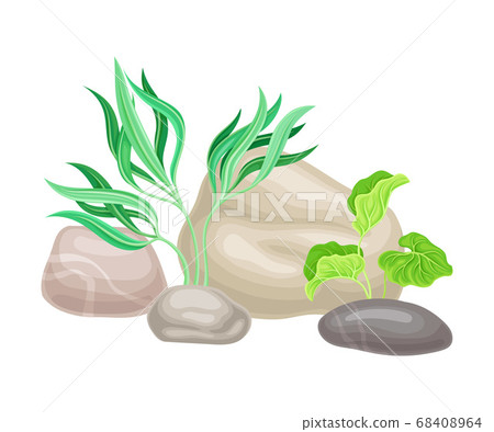 Smooth Pebble or Sea Stones with Seaweeds and Algae Vector Illustration Smooth Pebble or Sea Stones with Seaweeds and Algae Vector Illustration 68408964
