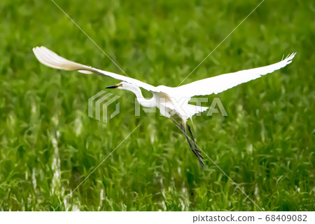 Egret flight 4 68409082