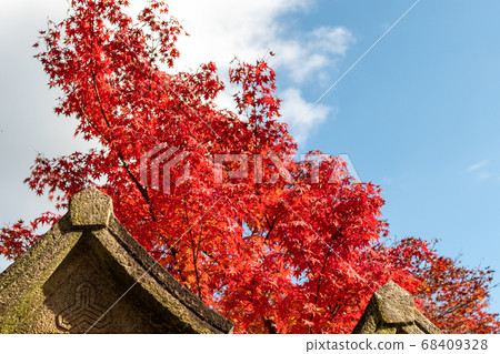 Autumn leaves 68409328