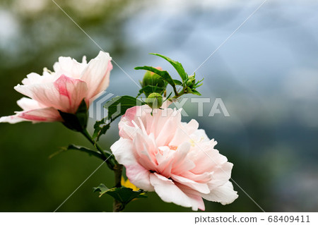 秩父郡美濃町Mukuge自然公園 68409411