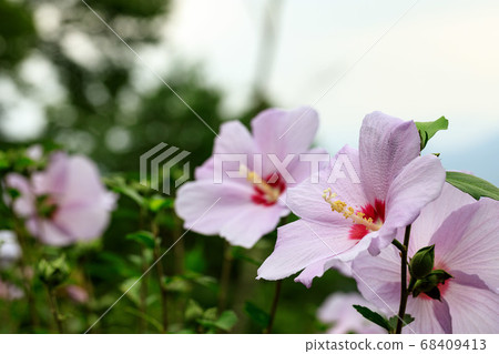 Mukuge Nature Park, Minano-cho, Chichibu-gun 68409413