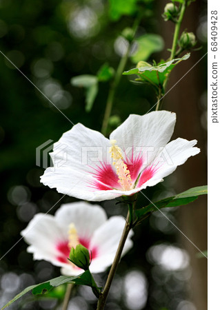 秩父郡美濃町Mukuge自然公園 68409428