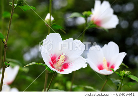 Mukuge Nature Park, Minano-cho, Chichibu-gun 68409441