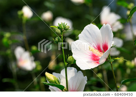 秩父郡美濃町Mukuge自然公園 68409450