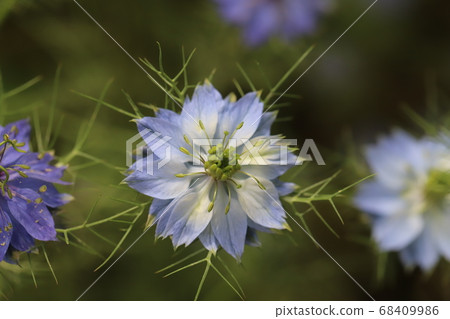 Nigella's light blue flowers blooming in the spring flowerbed 68409986
