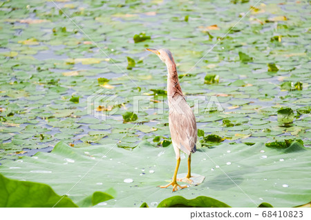 Yoshigoi walking on the lotus leaf (migratory bird) 68410823