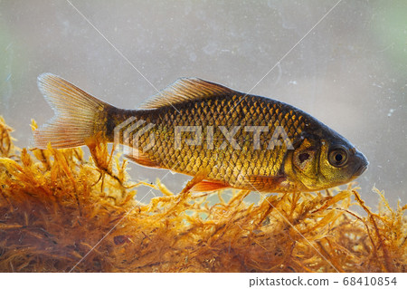 Alive young crucian carp diving in river water under surface. 68410854