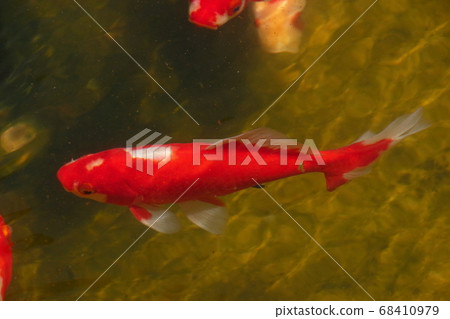 水本公園金魚 Wakin 照片素材 圖片 圖庫