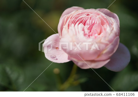 Peony Peony 68411106