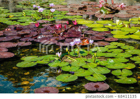 Lotus plant and water lily in pond - Lotus plant and water lily in pond - 68411135
