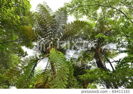 [Kagoshima Prefecture Amami Oshima] Hego virgin forest 68411183