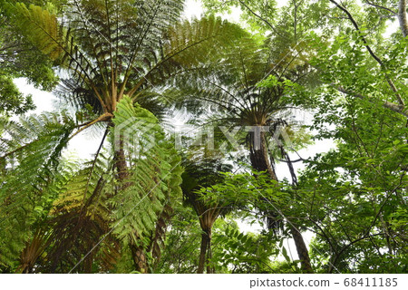 [Kagoshima Prefecture Amami Oshima] Hego virgin forest 68411185