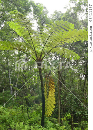 [Kagoshima Prefecture Amami Oshima] Hego virgin forest 68411187