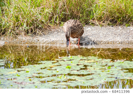 Mallard Eclipse Mallard Eclipse 68411396