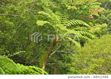 [Kagoshima Prefecture Amami Oshima] Hego virgin forest 68411498
