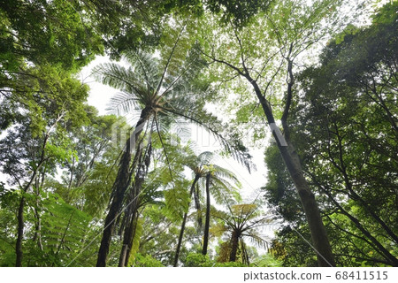 [Kagoshima Prefecture Amami Oshima] Hego virgin forest 68411515
