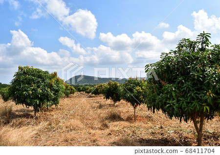 Mango tree on agricultural , Trees planted in rows with blue sky and white cloud in background , Thailand Mango tree on agricultural , Trees planted in rows with blue sky and white cloud in background , Thailand 68411704