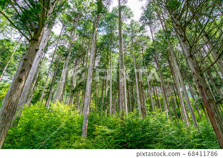 日本柏樹森林（8月） 68411786