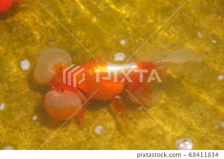 Suigumiya公園的金魚(甜口香糖) Suigumiya公園的金魚(甜口香糖) 68411834