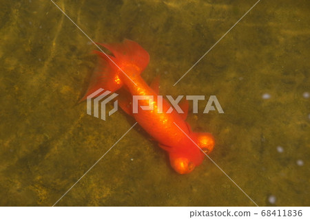 Mizumoto Park(Chow Tengan)的金魚 Mizumoto Park(Chow Tengan)的金魚 68411836