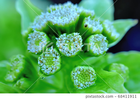 Fukinotou flower Fukinotou flower 68411911