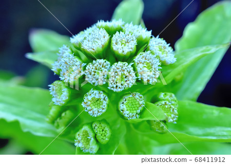 Fukinotou flower Fukinotou flower 68411912