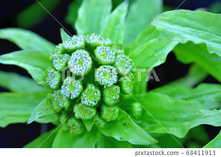 吹之桐花 68411913
