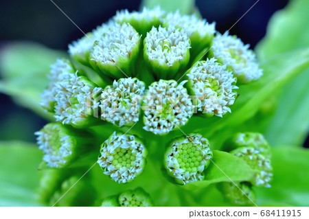 Fukinotou flower 68411915