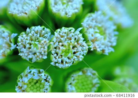 Fukinotou flower 68411916