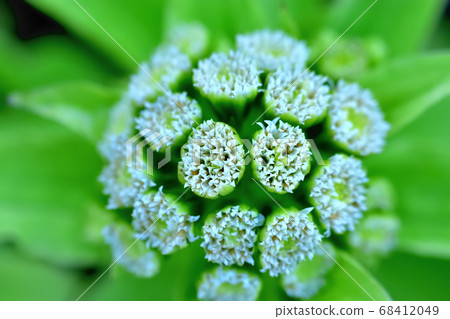 Fukinotou flower 68412049