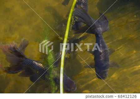 水本公園的金魚 銀杏 照片素材 圖片 圖庫