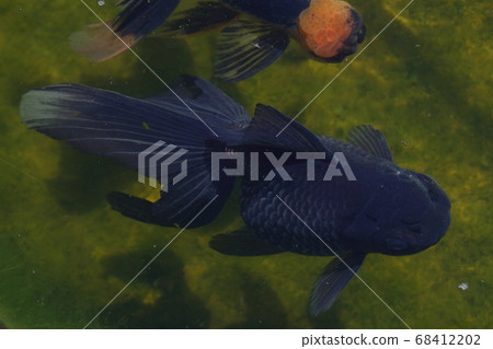 Mizumoto Park（Seven Gyo）的金魚 68412202