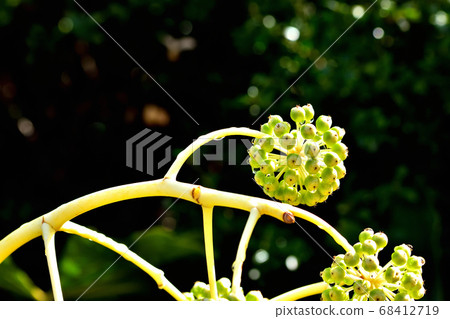 The fruit of a jude 68412719