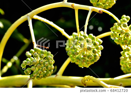 The fruit of a jude 68412720