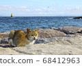 Cat living in the sea town 68412963