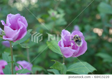 我拍花的時候蜜蜂來了 68413220