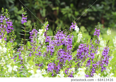 恩格洛尼亞（恩格洛尼亞天使臉） 68413416