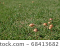 Mushroom with vitality that shines on the lawn 68413682