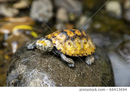 日本烏龜在石頭上 68413694